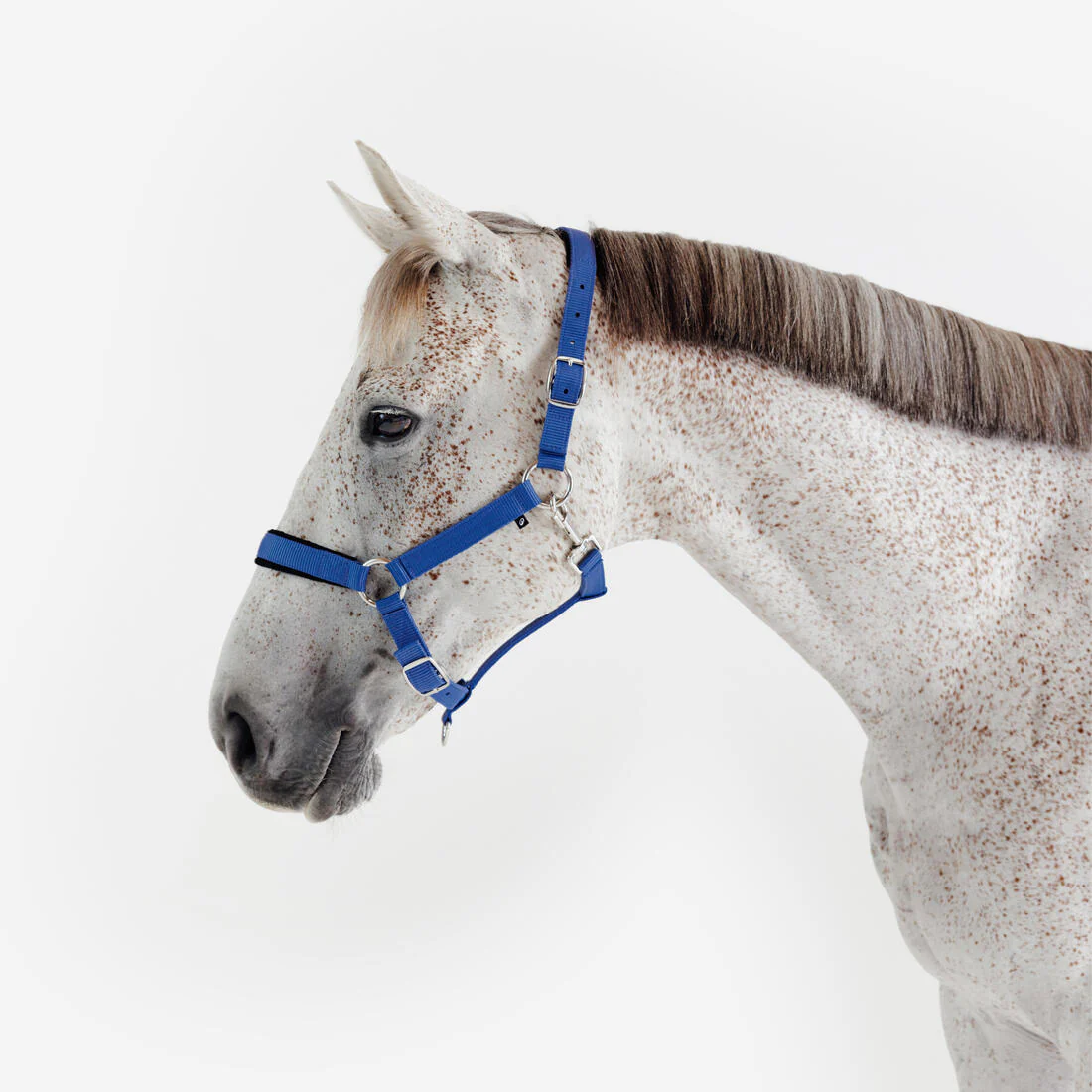 Cabezada Cuadra Equitación Caballo Azul Cometa Nobuk