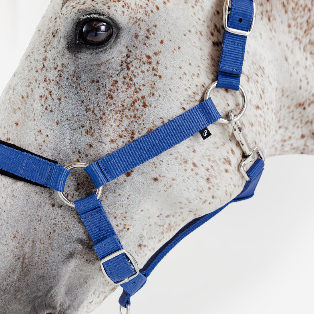 Cabezada Cuadra Equitación Caballo Azul Cometa Nobuk - Image 2