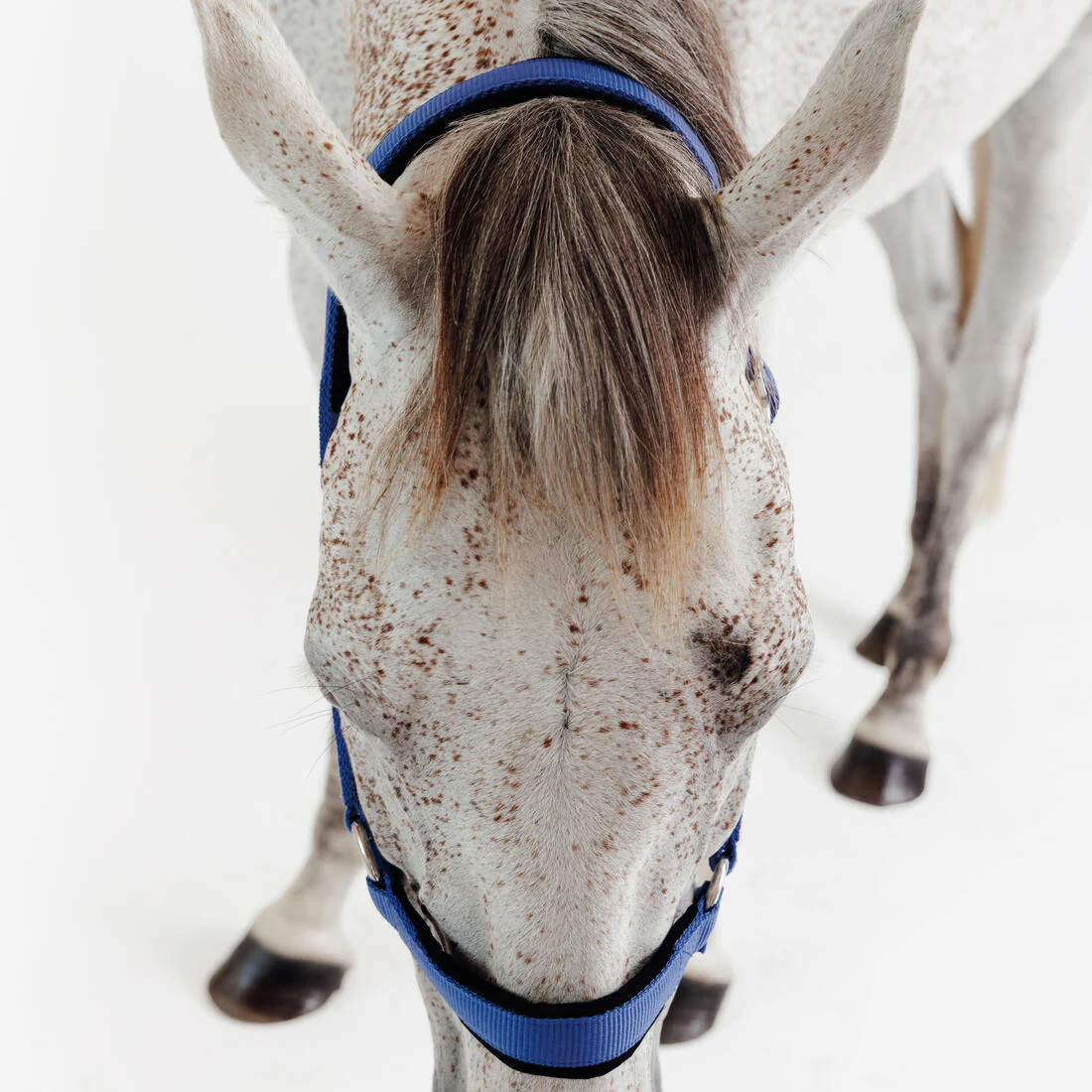 Cabezada Cuadra Equitación Caballo Azul Cometa Nobuk - Image 5
