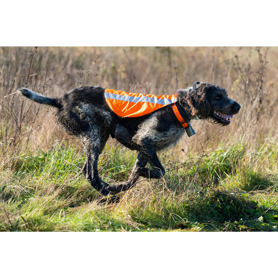 Chaleco Perro Caza Solognac 100 Naranaja Fluo - Image 15